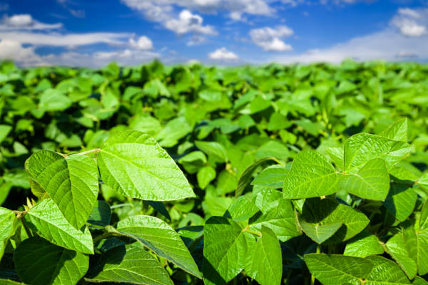 A lush field of green, leafy crops stretch toward a blue sky filled with white clouds. 