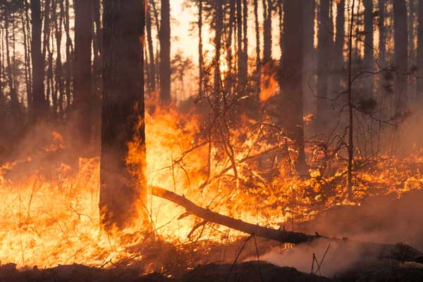 A forest fire burns close to several trees with tall thin trunks. Flames rise from the forest floor with smoke. 