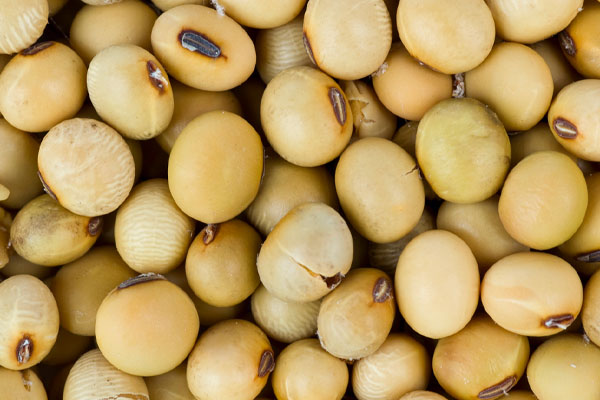 A close-up image of dried soybeans, a common feedstock used for producing biodiesel.