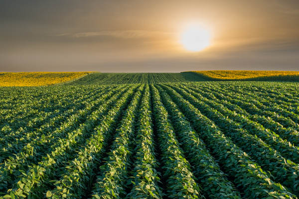 farm field