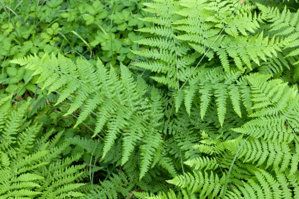 fern plants to conceal home standby generator