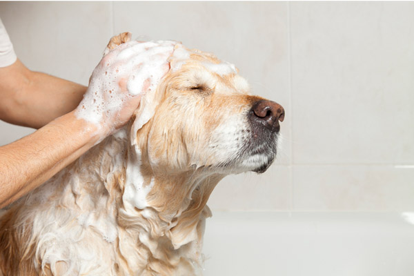 dog taking a bath