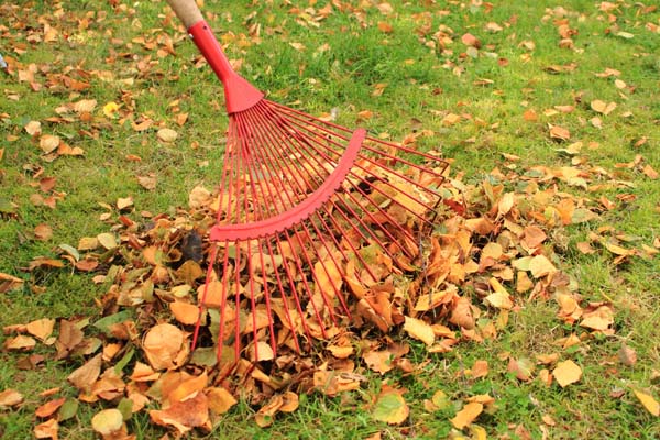 rake and leaves