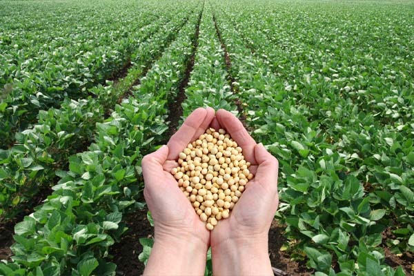 soy crops