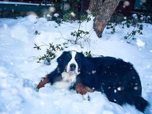 dog laying in the snow