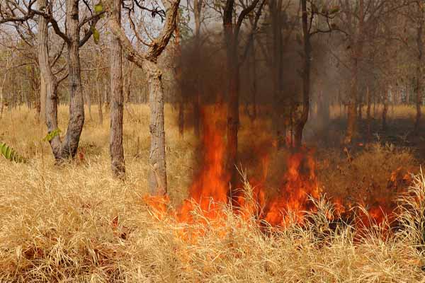 image of forest fire due to environmental change