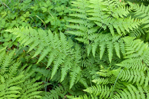 fern plants to conceal home standby generator