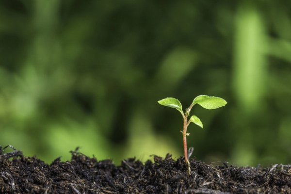 image of a young plant sprouting from a soil depicting environmental care