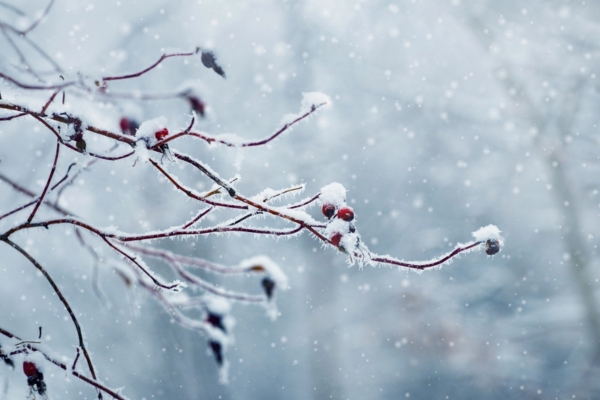 snow covered bush with berries depicting seasonal patterns